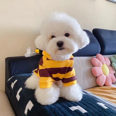 Dog bee puppy kitten hood